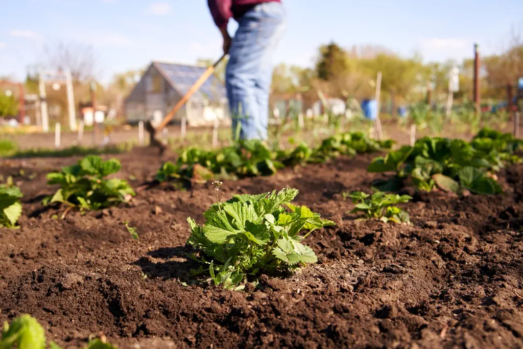 homesteading ideas for beginners